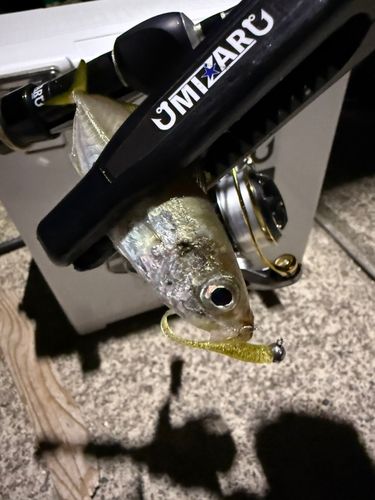マアジの釣果