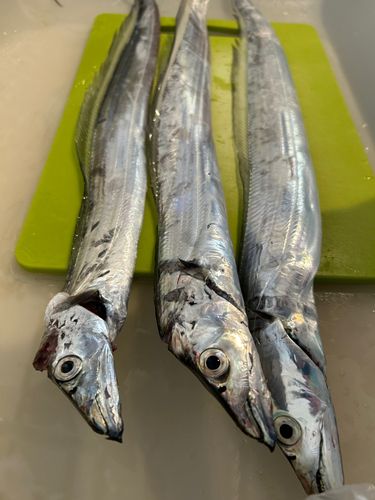 タチウオの釣果