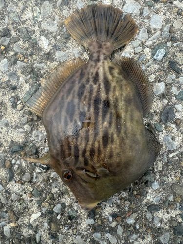 カワハギの釣果