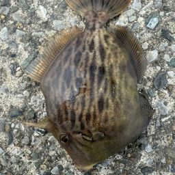 カワハギ