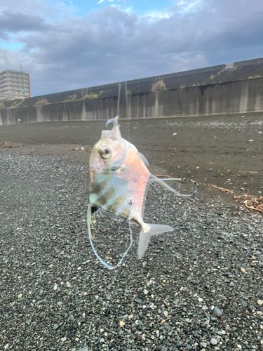 イトヒキアジの釣果
