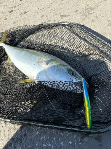 イナダの釣果