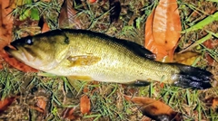 ブラックバスの釣果