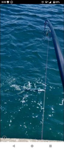 シイラの釣果