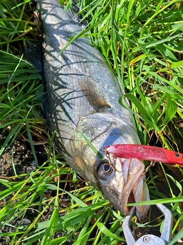 セイゴ（マルスズキ）の釣果