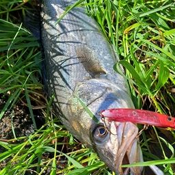 セイゴ（マルスズキ）