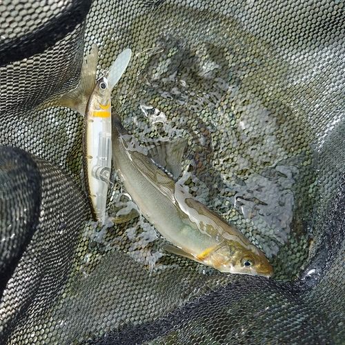 アユの釣果