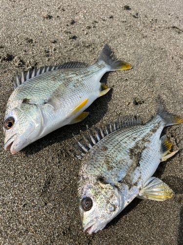 キチヌの釣果