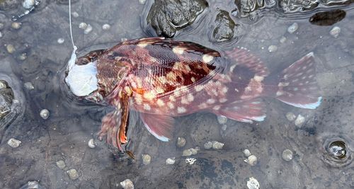 ウルメイワシの釣果
