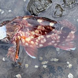 ウルメイワシ