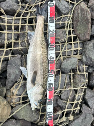 スズキの釣果
