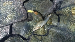 アユの釣果