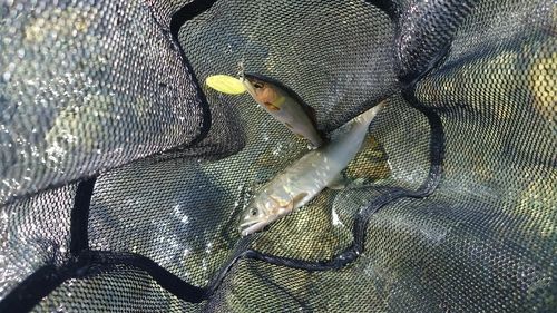 アユの釣果