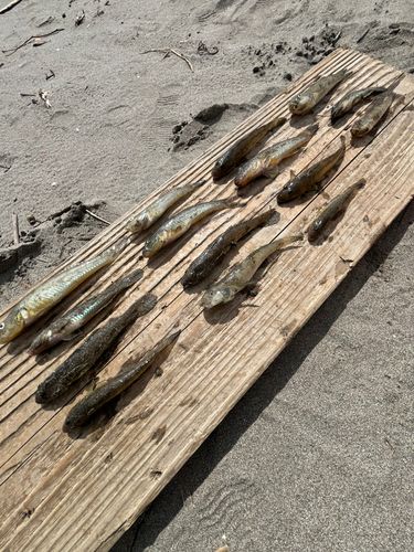 マハゼの釣果