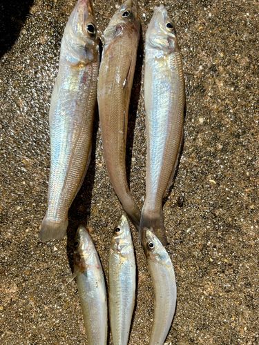 キスの釣果