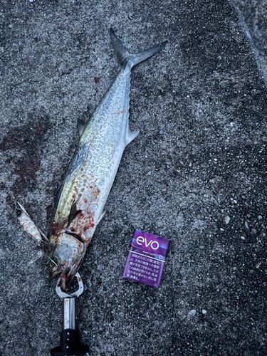 サゴシの釣果