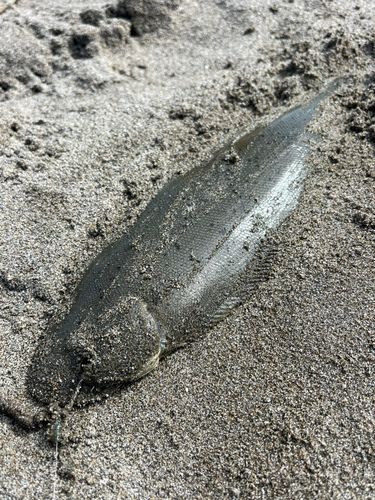 白子海岸
