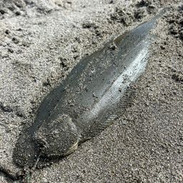 シタビラメ