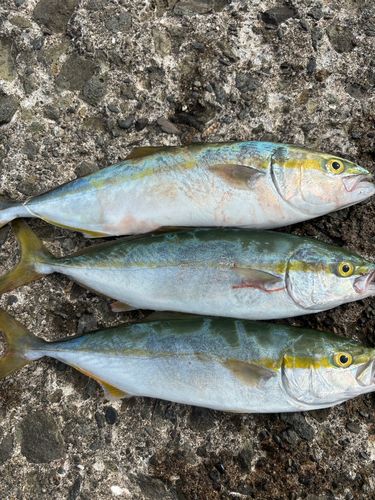 フクラギの釣果