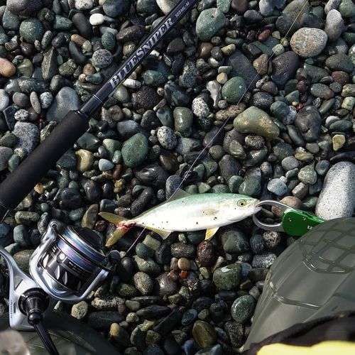 ワカシの釣果
