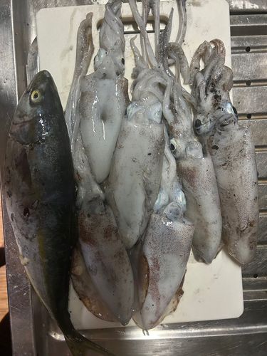 佐渡島