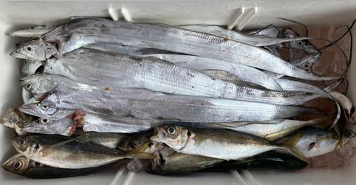 タチウオの釣果