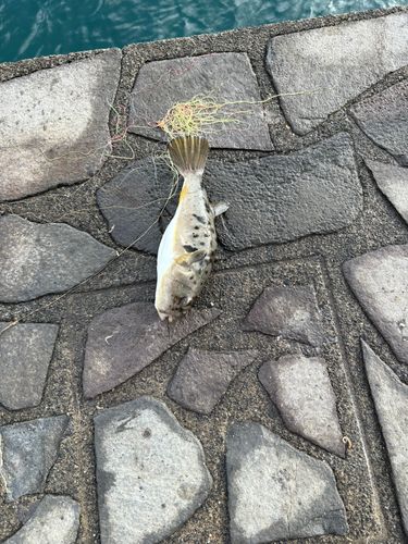 ヒガンフグの釣果