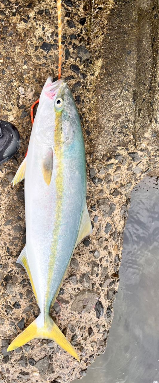 ダイワ 21 ラブラックス AGS 96ML 9.6ft 2ピース スピニング 返品種別A