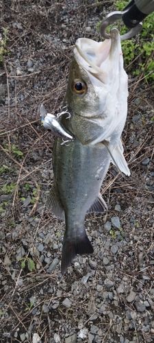 スズキの釣果