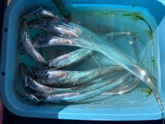 タチウオの釣果
