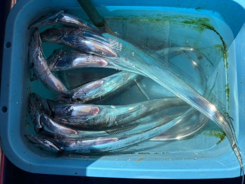 タチウオの釣果