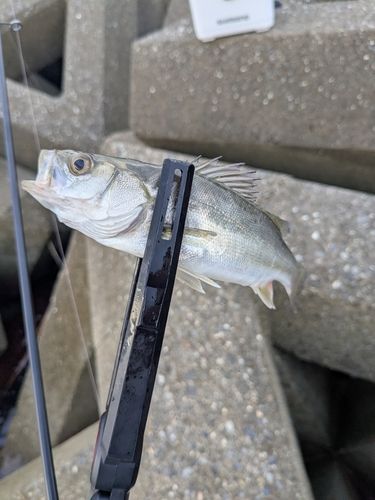 セイゴ（マルスズキ）の釣果