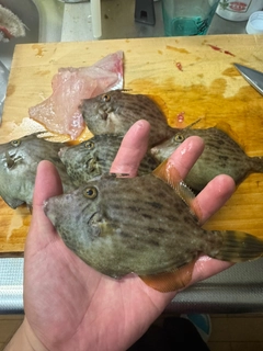 カワハギの釣果