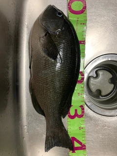 オキナメジナの釣果