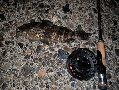 チャイロマルハタの釣果