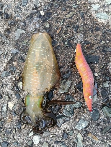 アオリイカの釣果