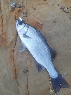 ヒラスズキの釣果