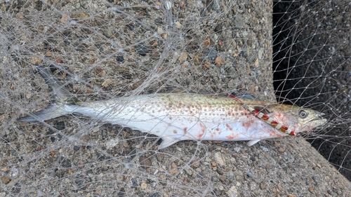 サゴシの釣果