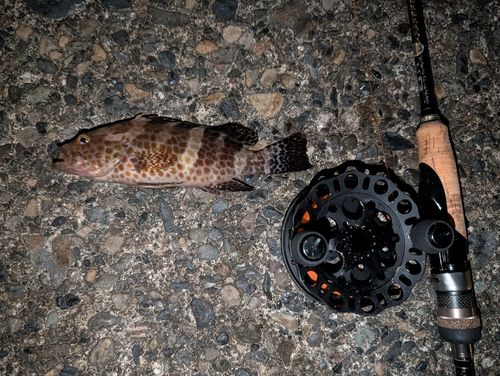 オオモンハタの釣果