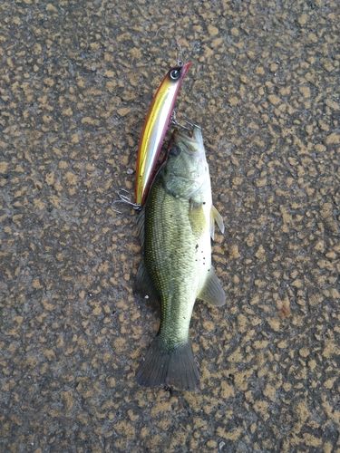 ラージマウスバスの釣果