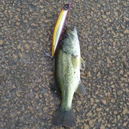 ラージマウスバス