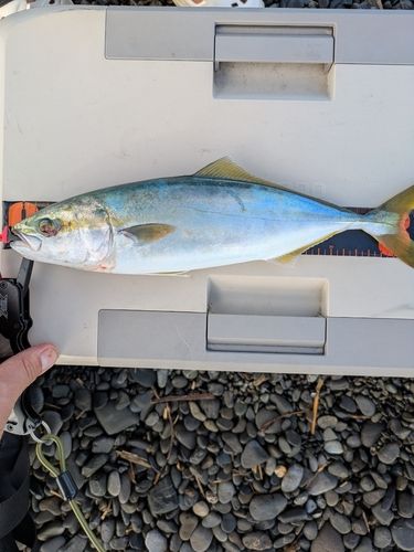 ワカシの釣果