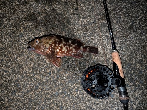 カサゴの釣果