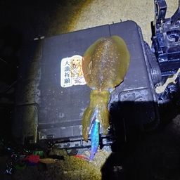 アオリイカ