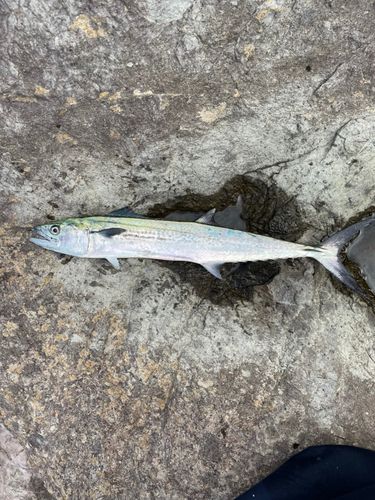サゴシの釣果