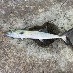 サゴシ
