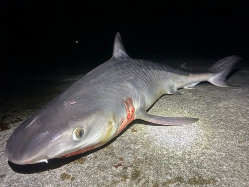 サメの釣果