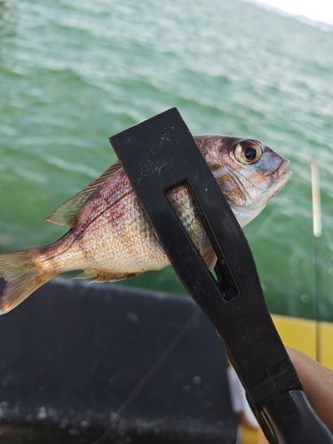 チャリコの釣果