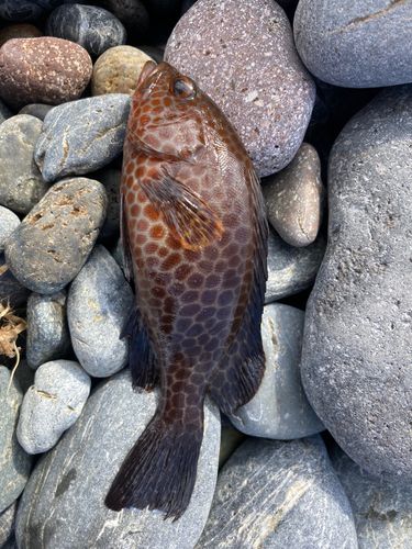 オオモンハタの釣果