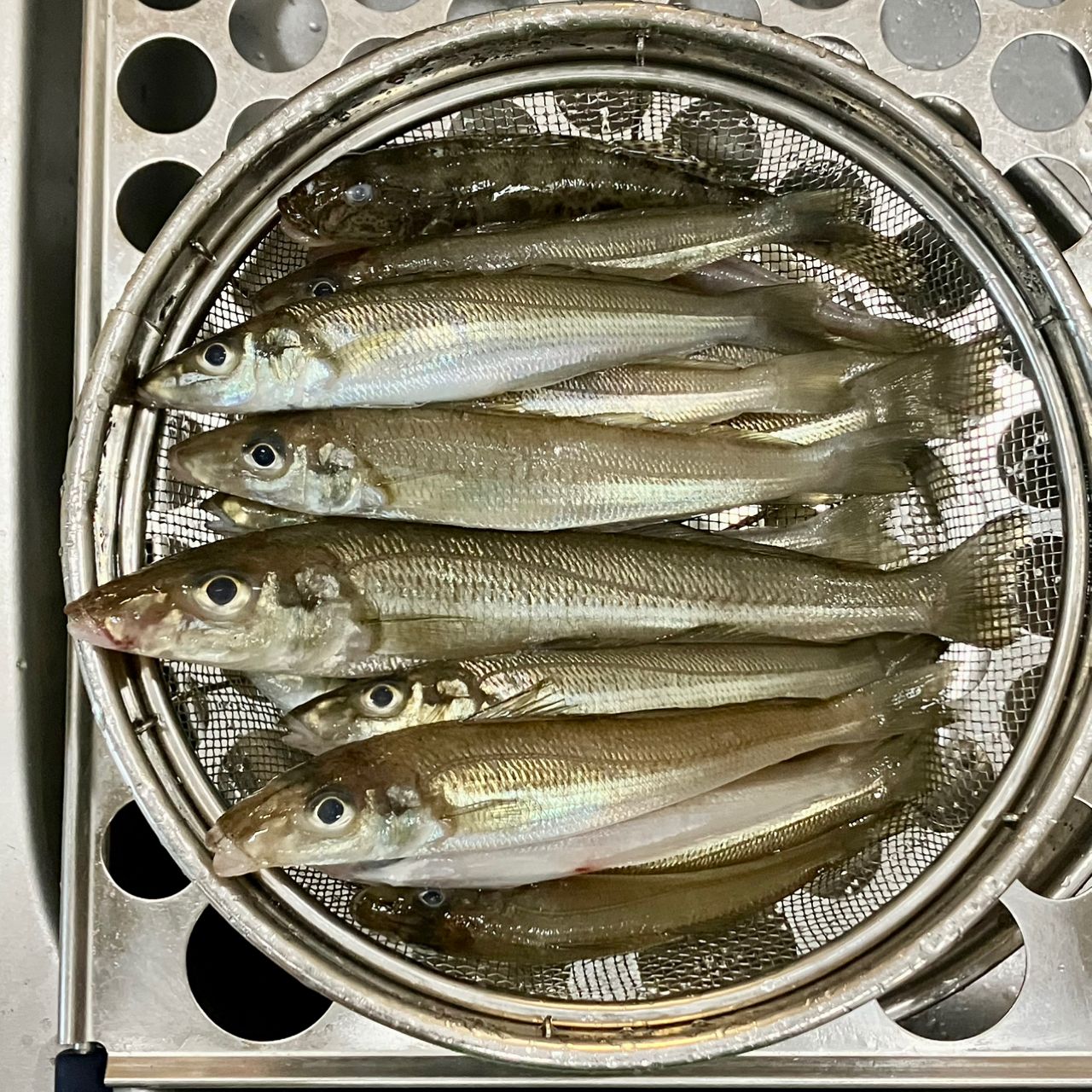 シロギス